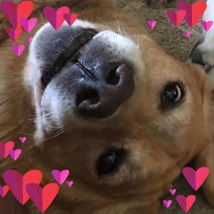 Meet your Posher, Dawn